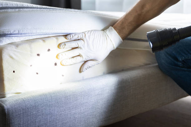 Best Affordable Pest Control Services  in Seagraves, TX