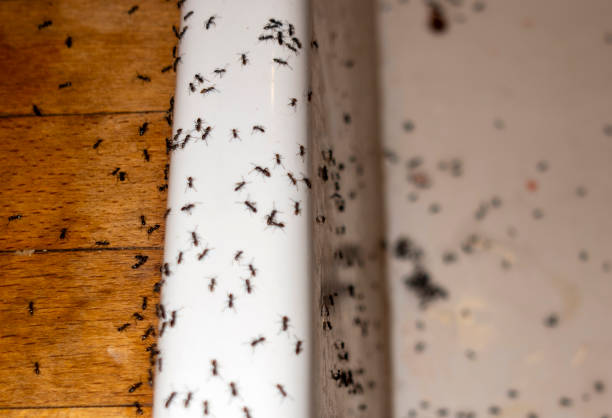 Best Pest Control Near Me  in Seagraves, TX